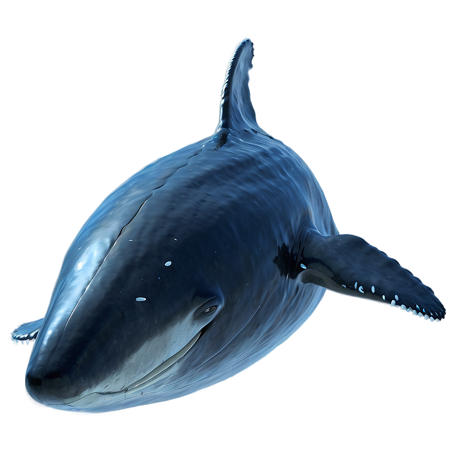 Flying Whale Png 05232024 PNG