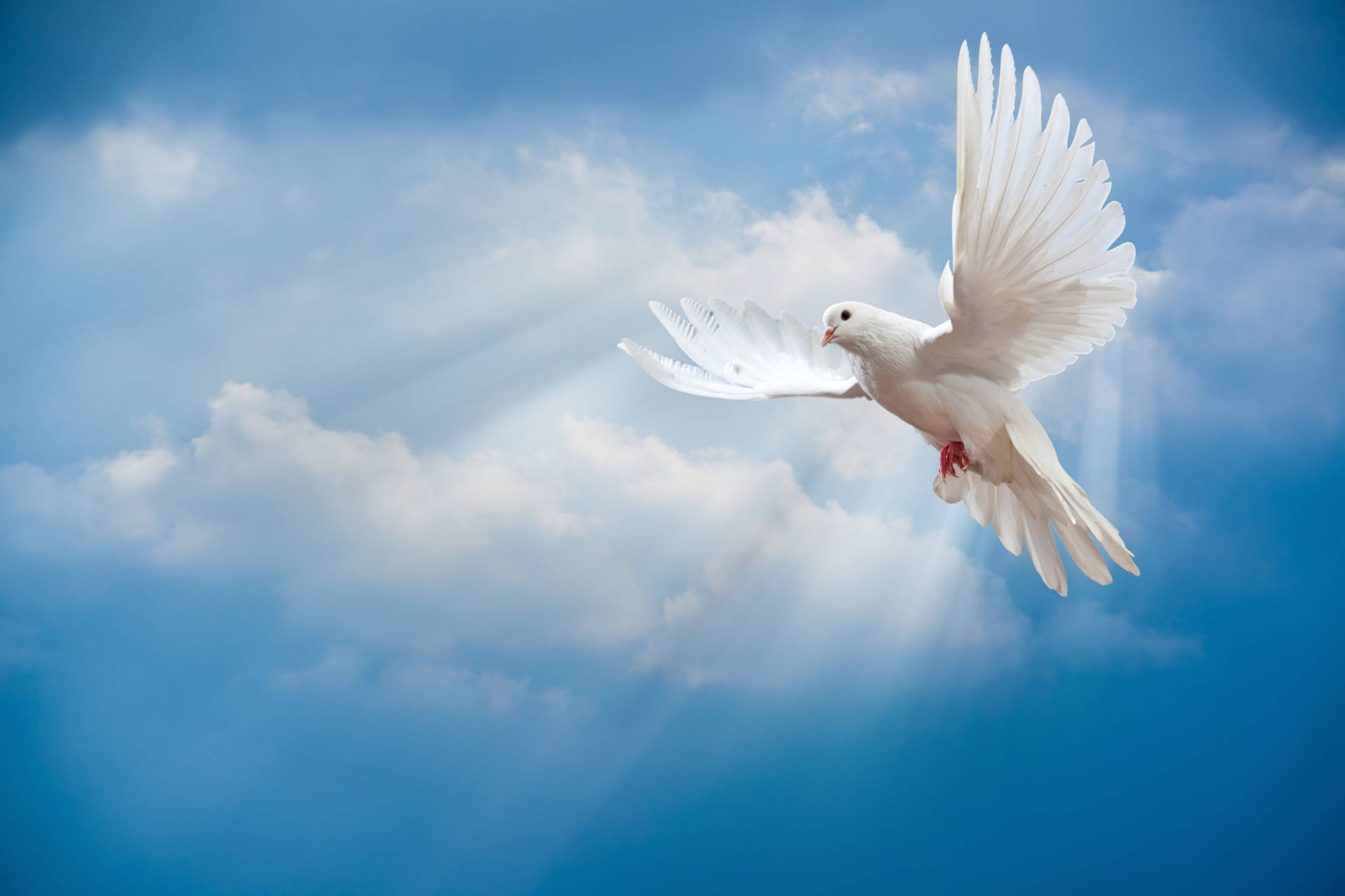 Flying White Dove And Fluffy Clouds Wallpaper