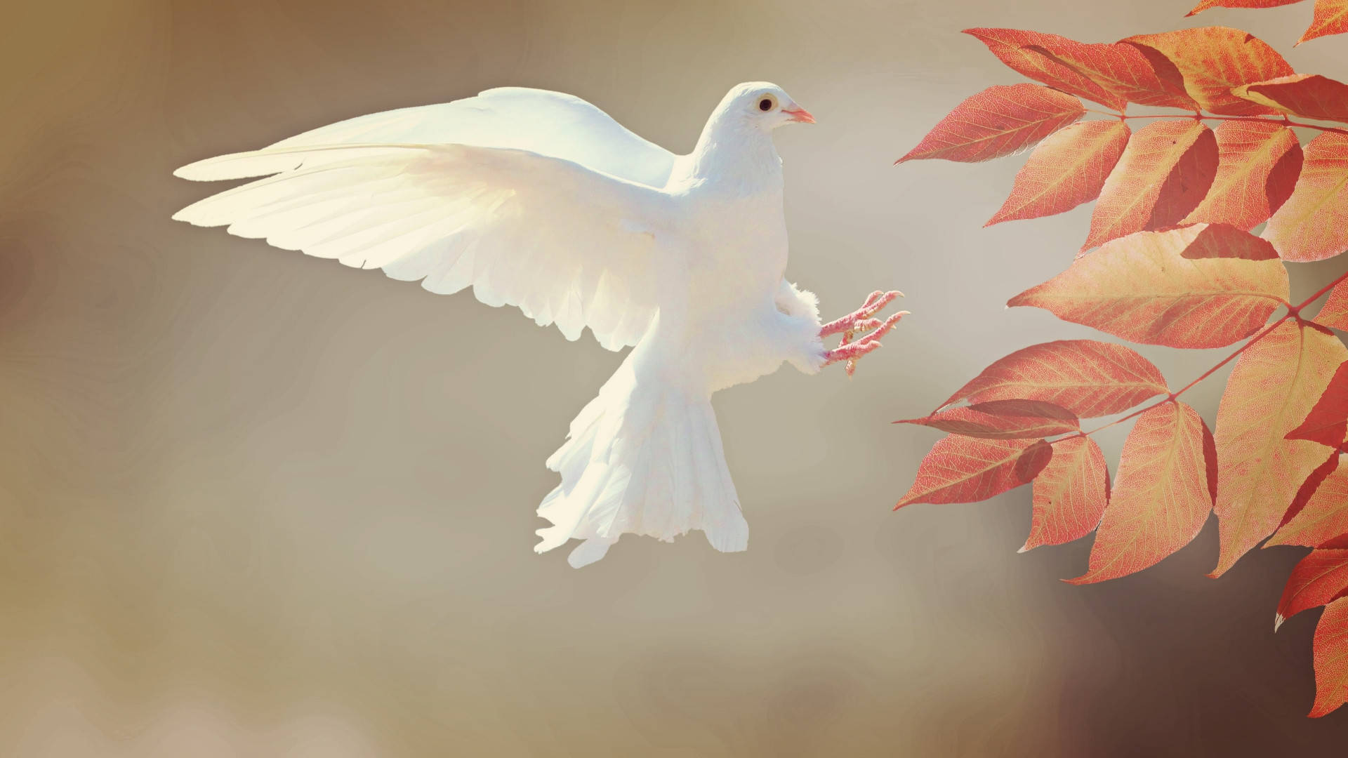 Flying White Dove In Autumn Wallpaper