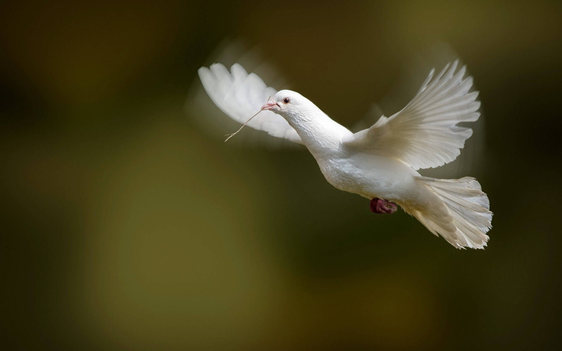 Flying White Dove With A Twig Wallpaper