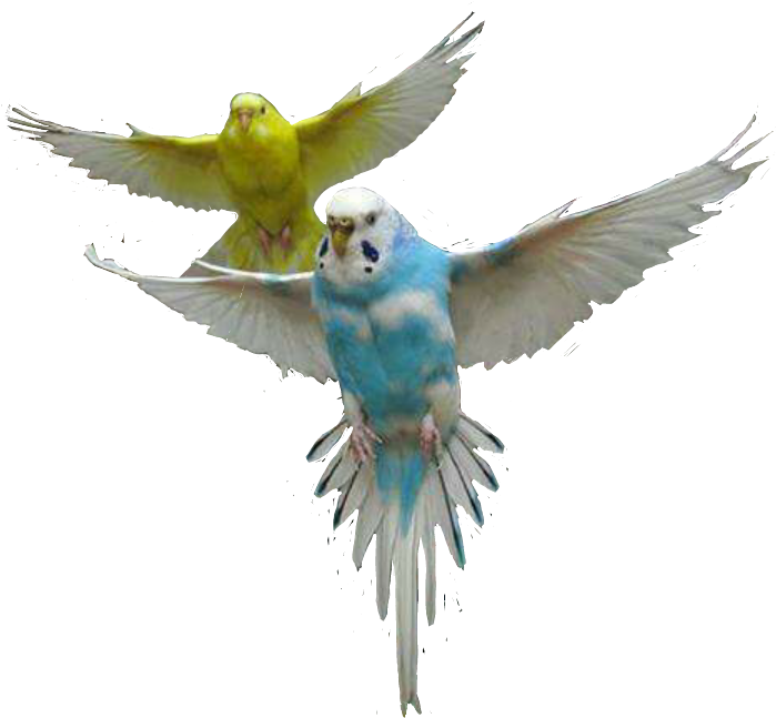 Flying_ Budgerigars_ In_ Action.png PNG