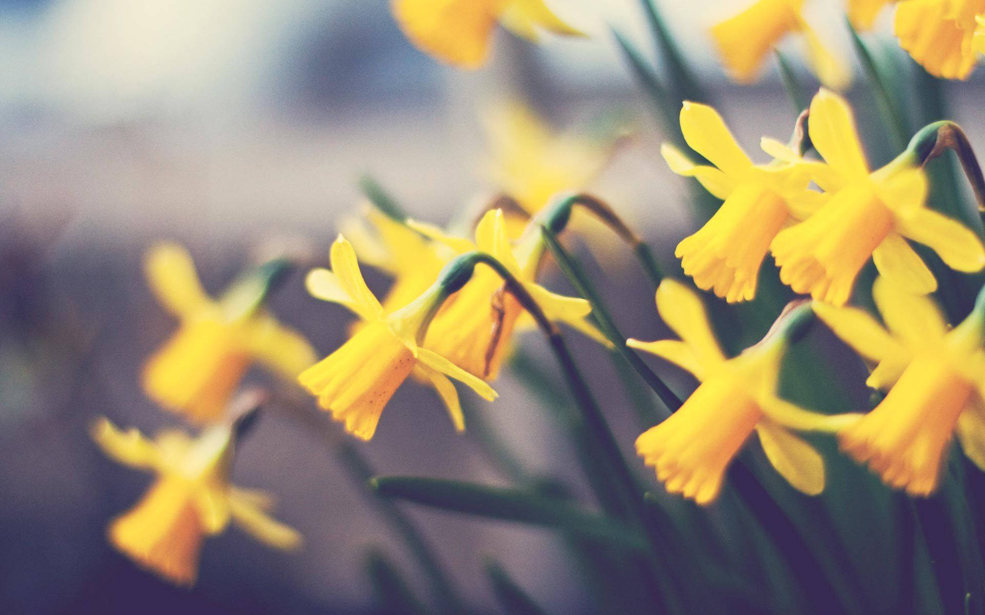 Focus Blurred Daffodils