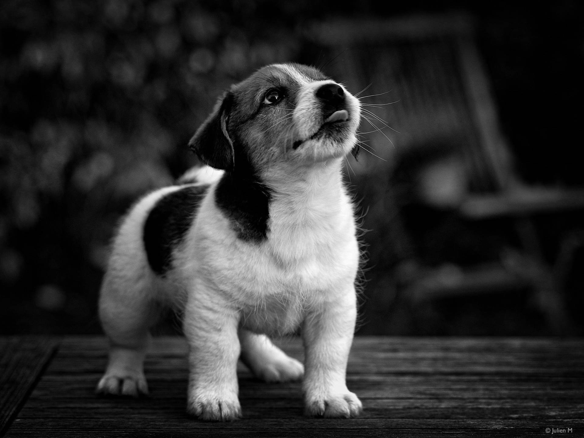 Focus Cute Black And White Puppy Wallpaper