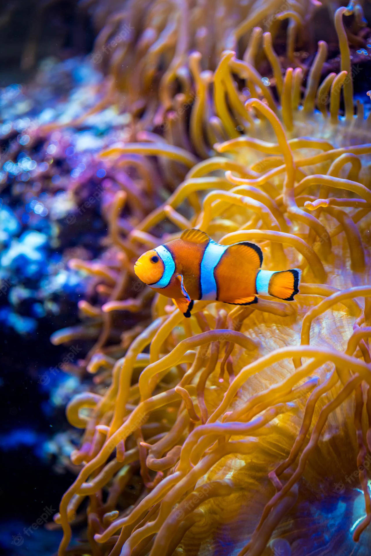 Focus Photograph Of Clown Fish Iphone Wallpaper