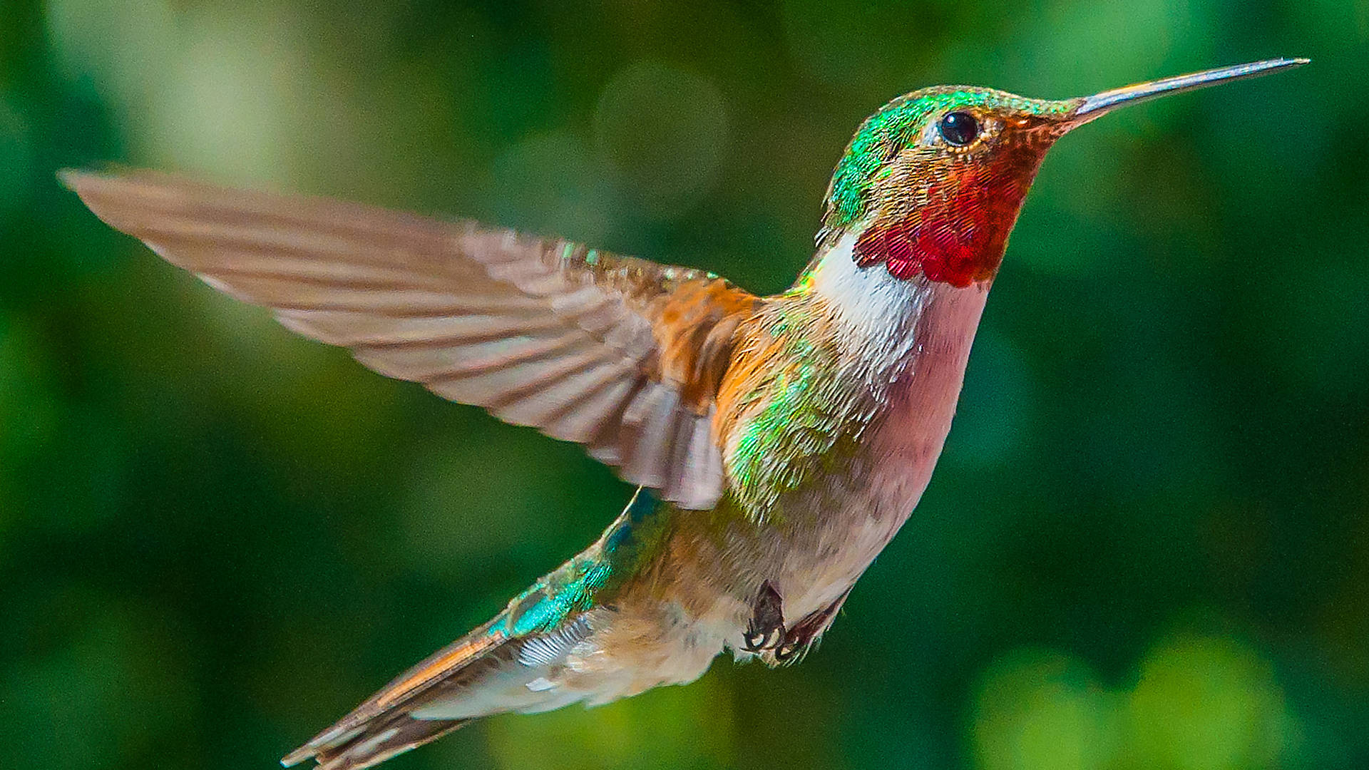 Fokusfotografi Flygande Kolibri Wallpaper