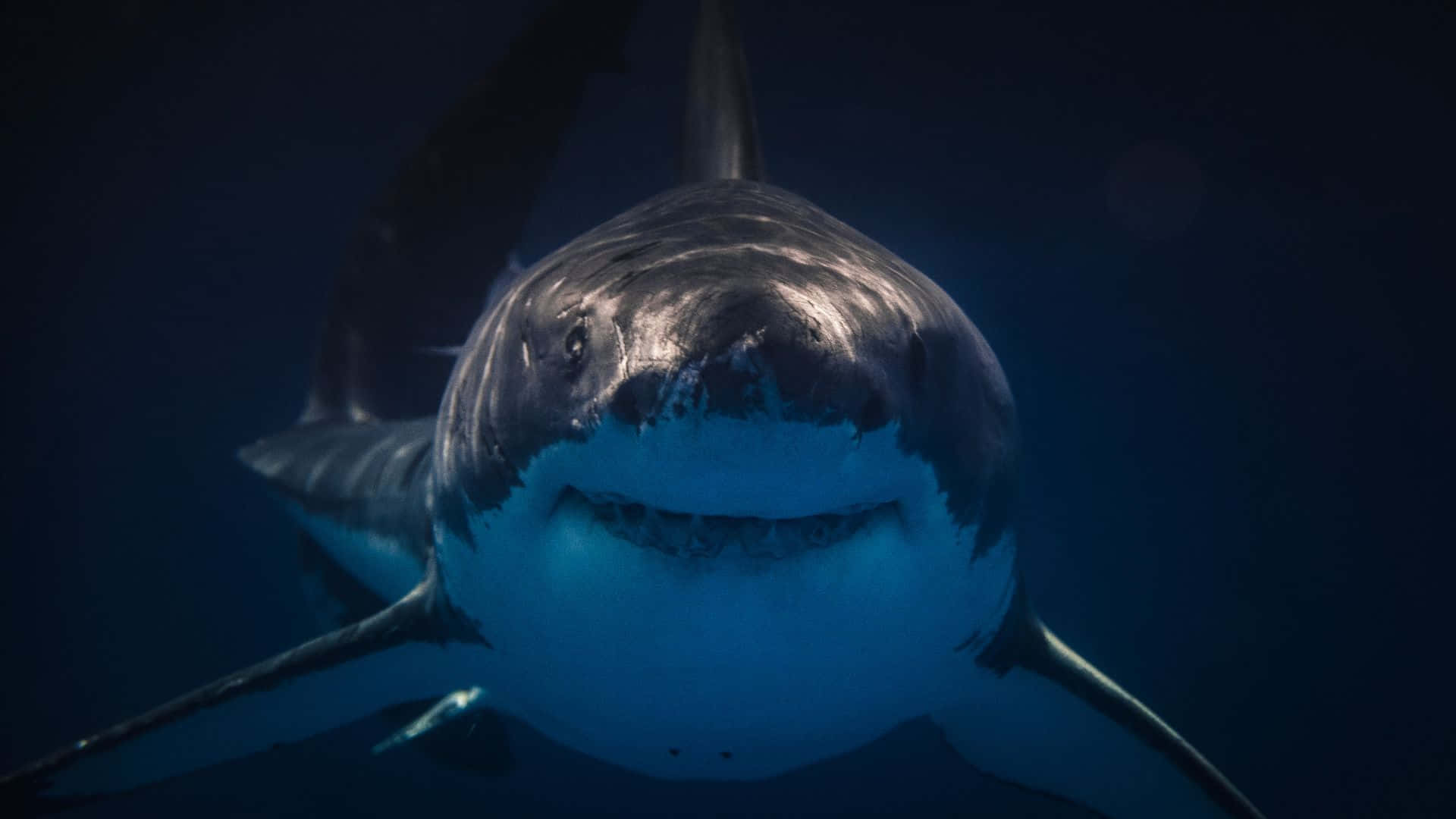 Focus Shut Massive Black Shark Wallpaper