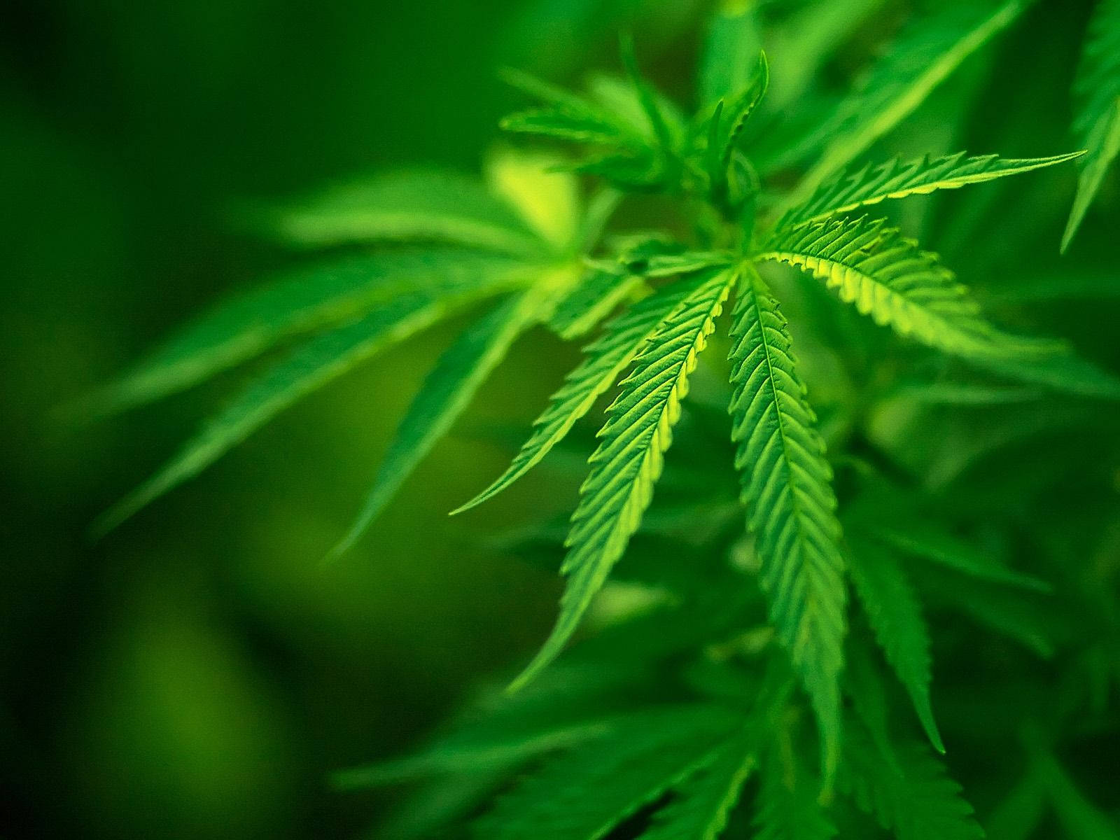 Folhasde Cannabis Focalizadas Papel de Parede