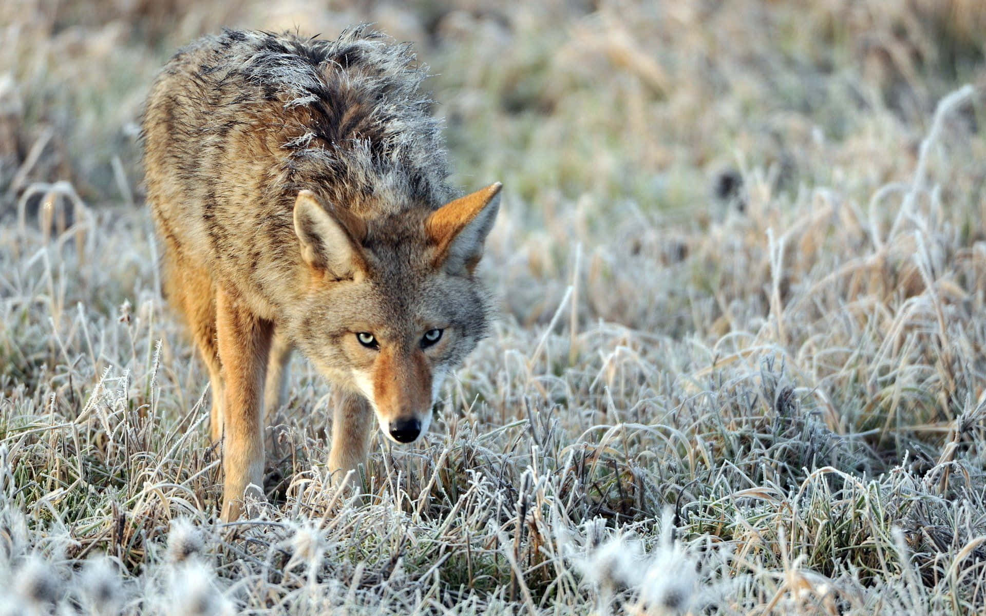 Focused Coyote Eyes Background