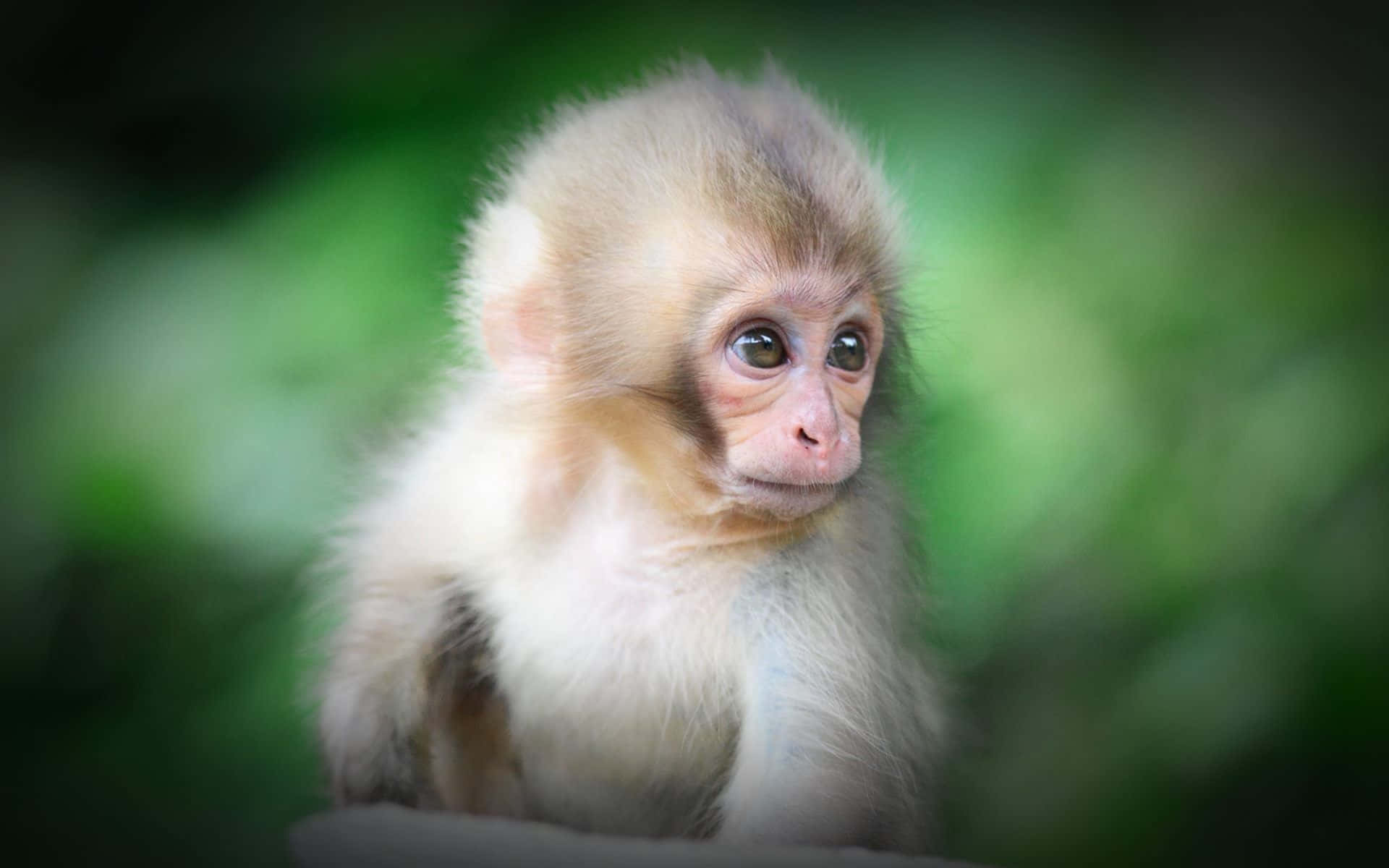 Focused Cute Monkey Photo Wallpaper