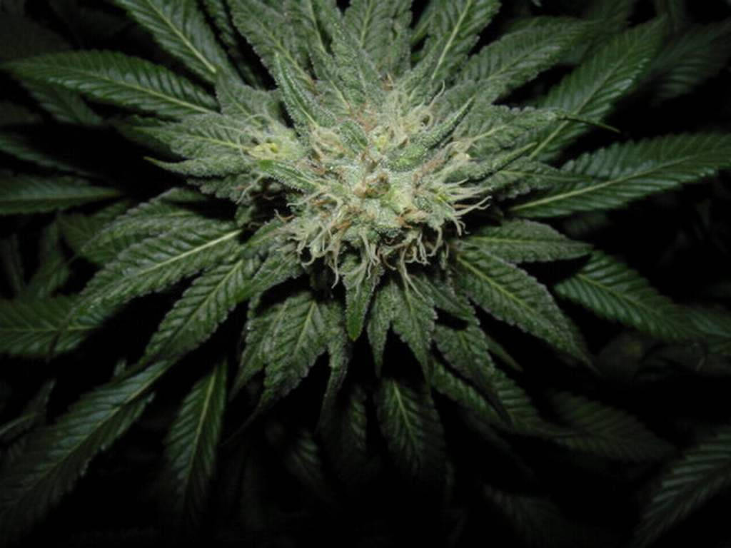 Fokuseret på Cannabis blomst Wallpaper