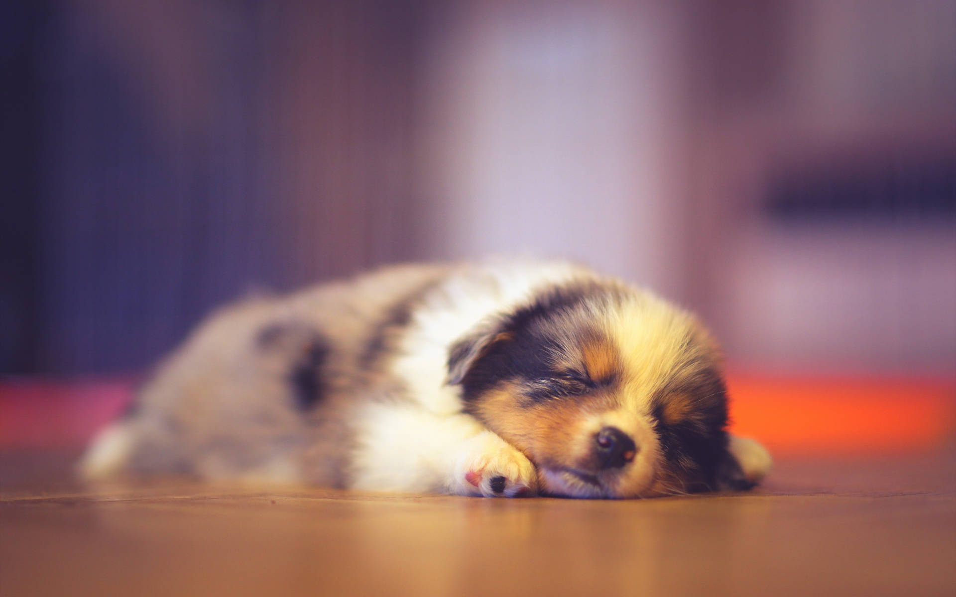 Focused Photo Of Sleeping Baby Dog Wallpaper