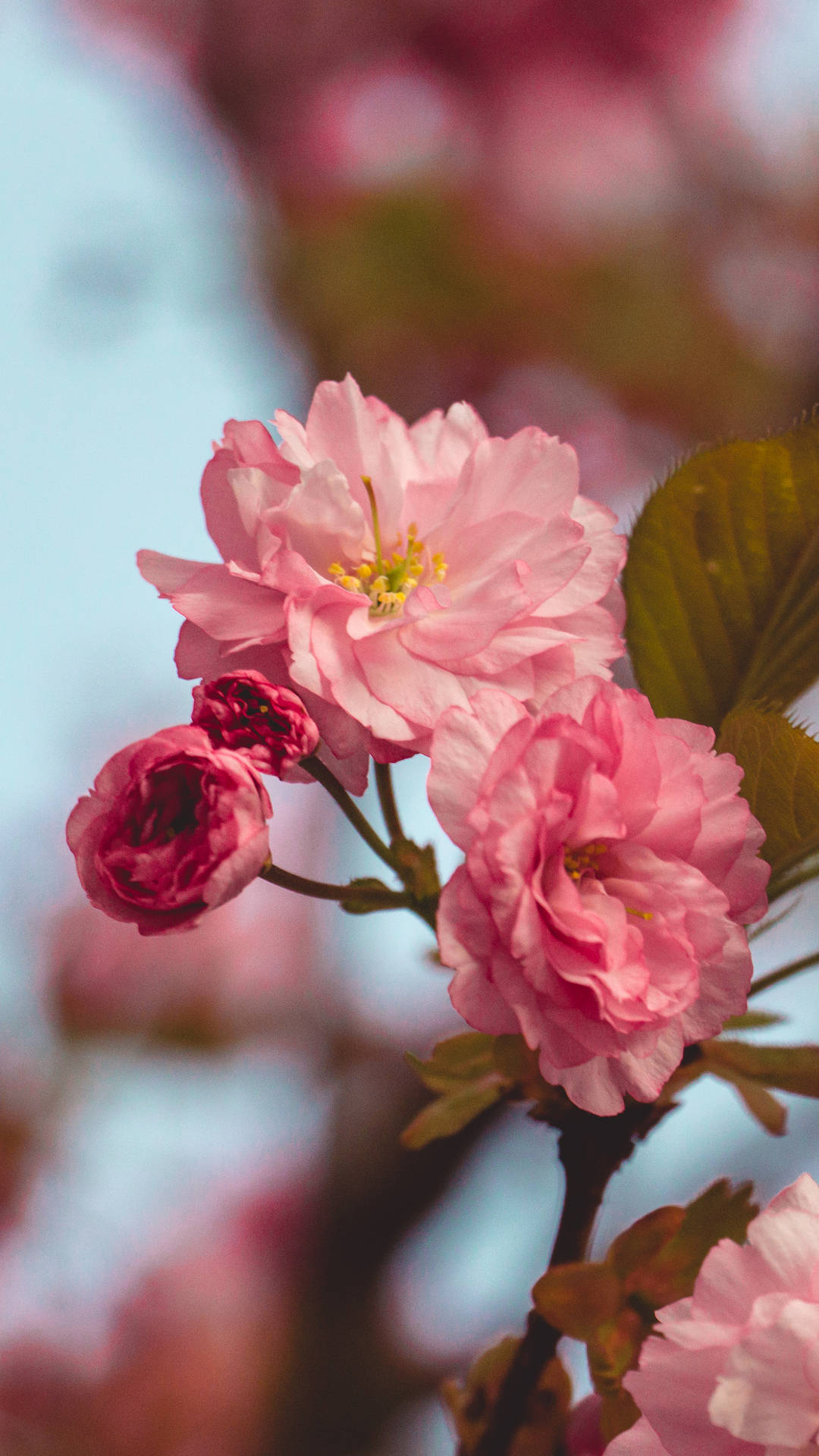 Cherry Blossom Yoga Leggings - Raider Originals