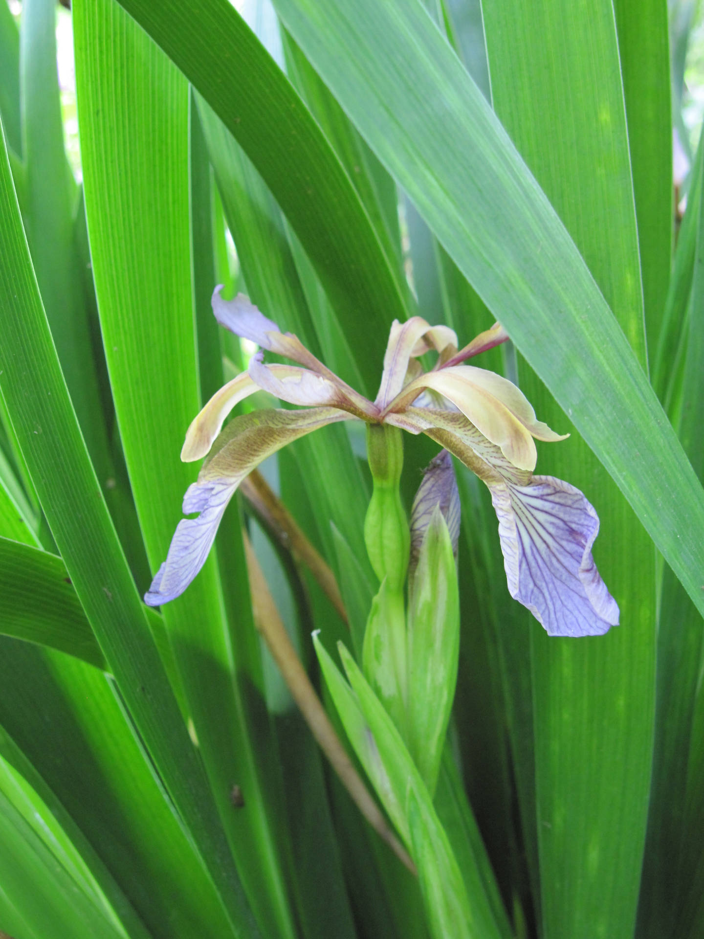 Foetidissima Iris Flower