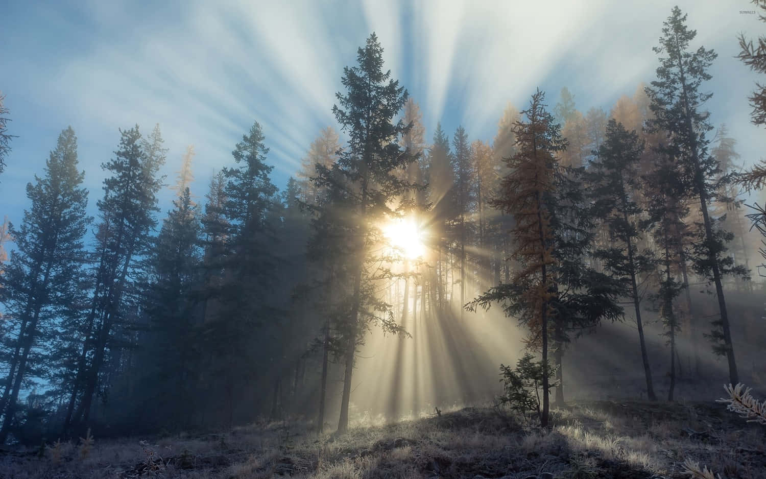 "Misty Morning - Enjoying Nature's Silence"