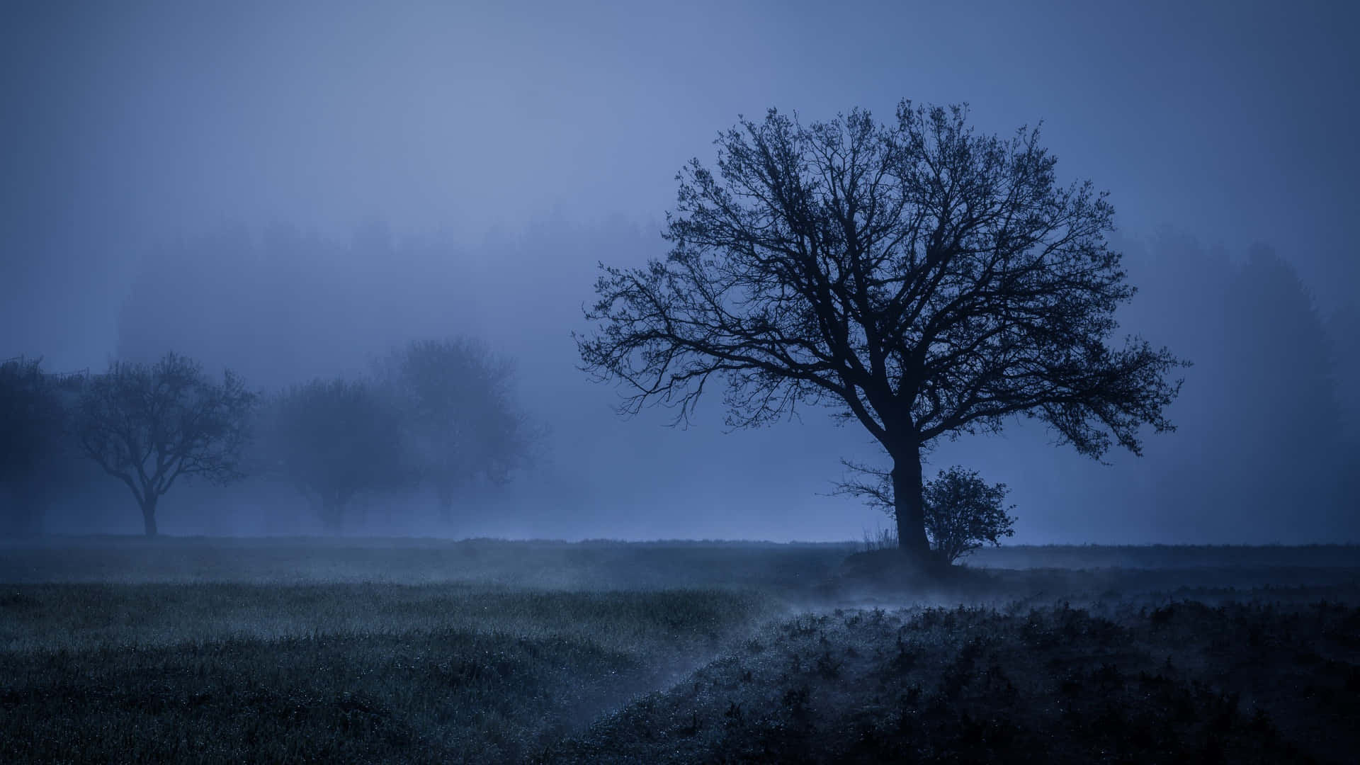 A calming fog rolling through a tree lined valley