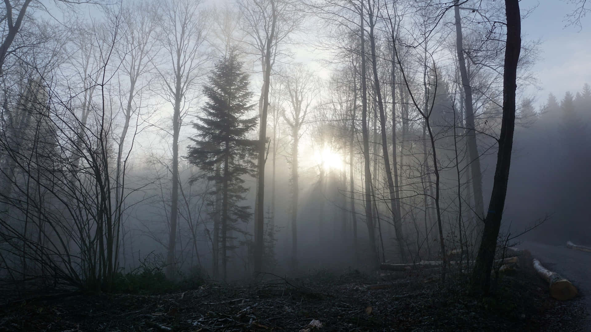 An eerie, foggy landscape