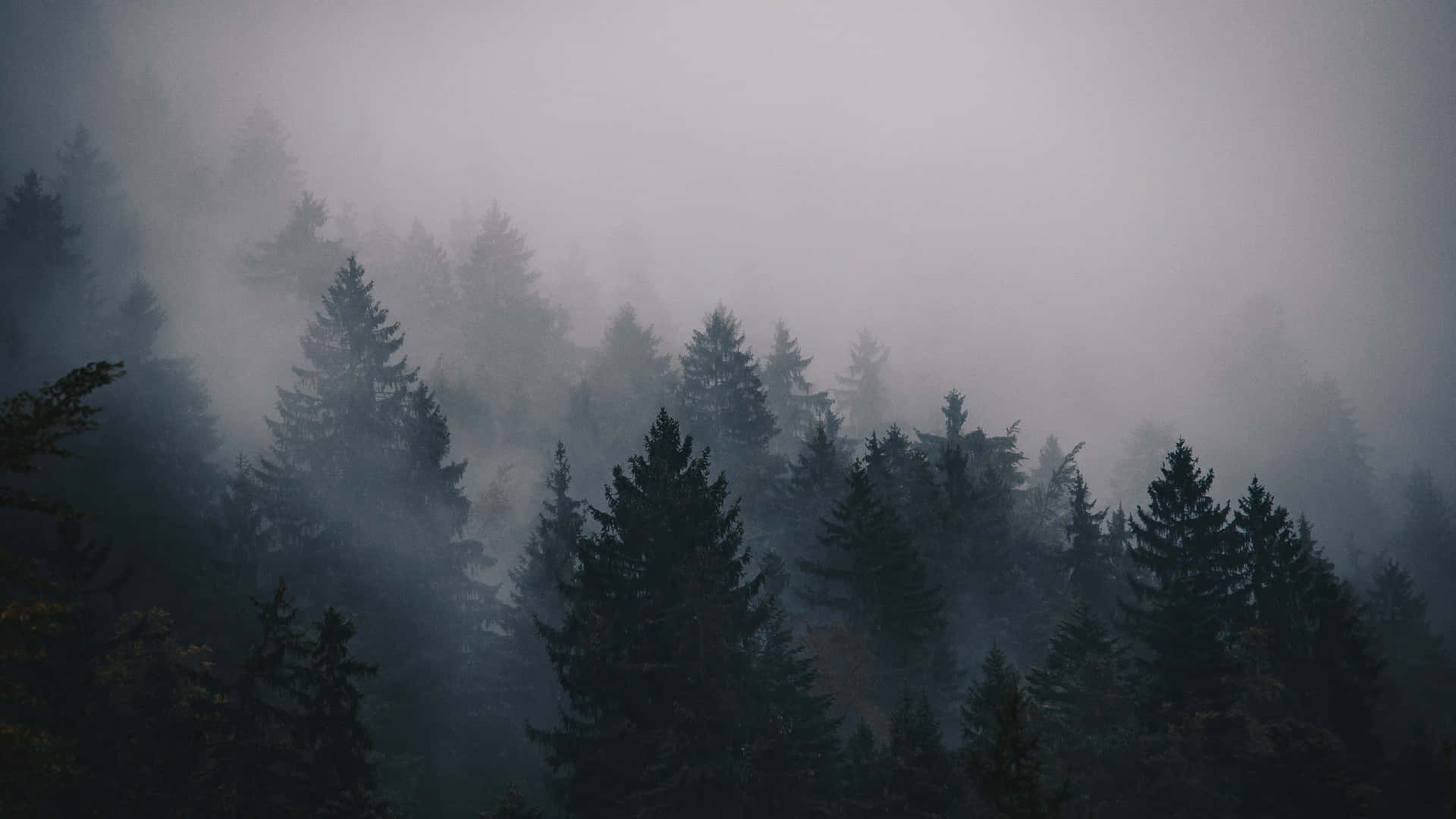 A Forest With Trees In The Fog