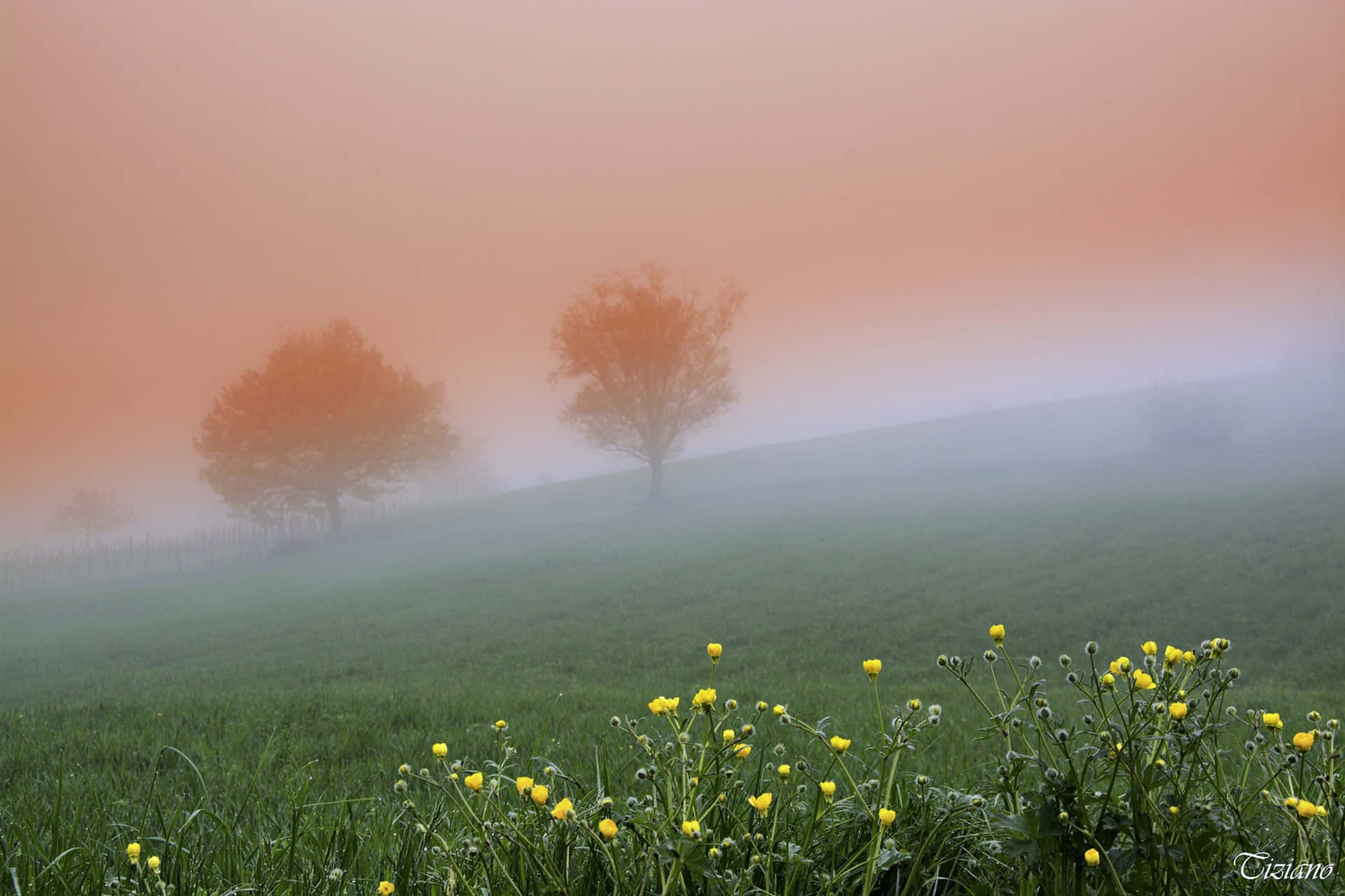 Eerie Fog Blankets the Landscape