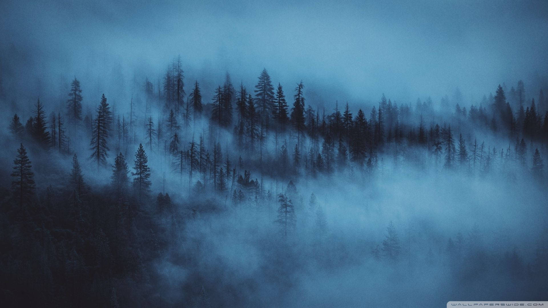 Fog Forest Aesthetic Dark Blue Hd Wallpaper