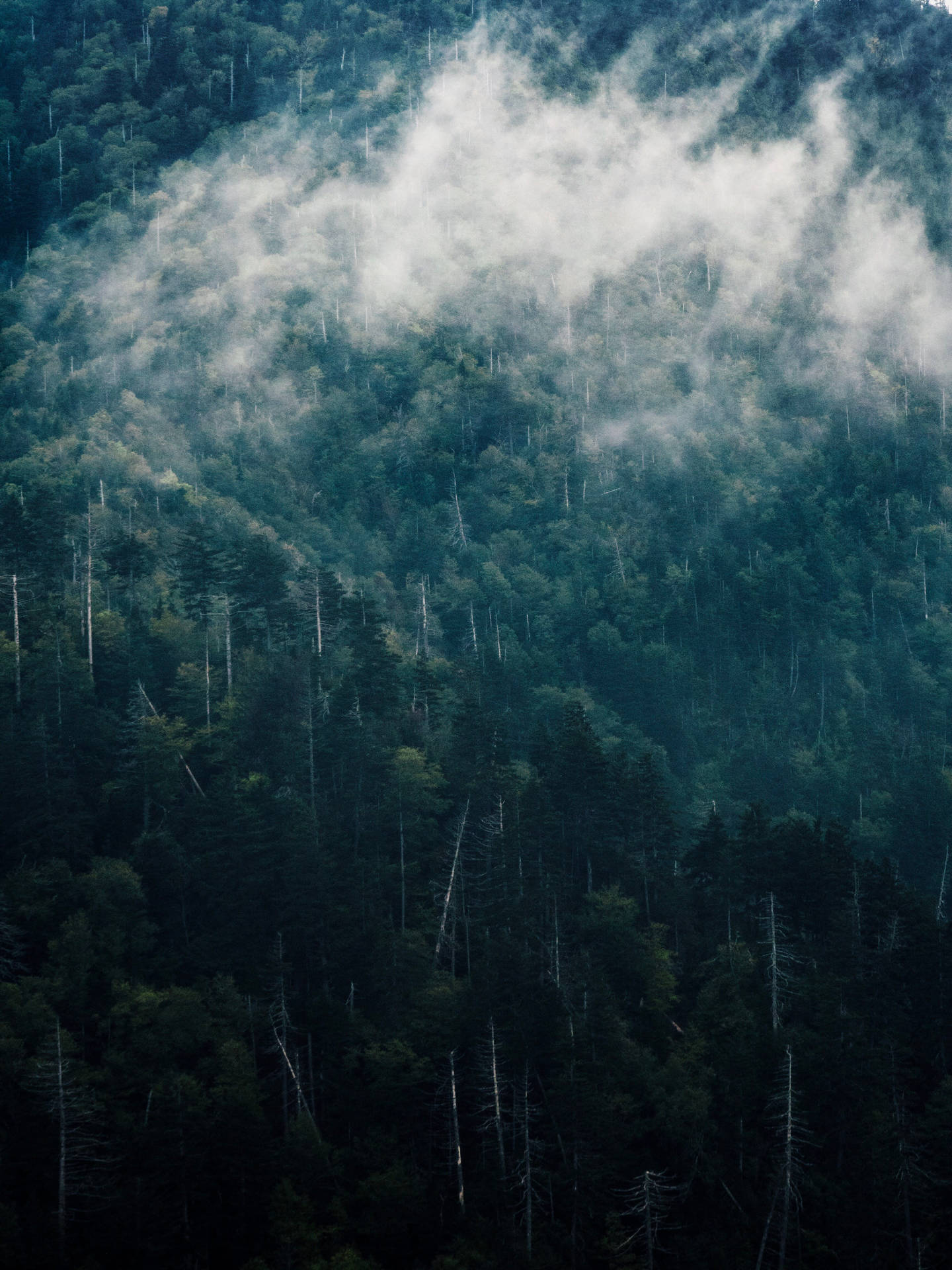 Fog On Smoky Mountains Wallpaper