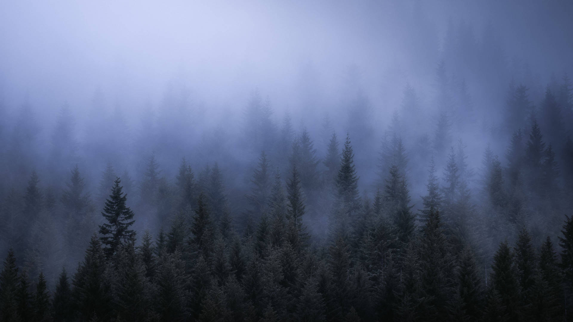 Foggy 4k Forest Background Wallpaper