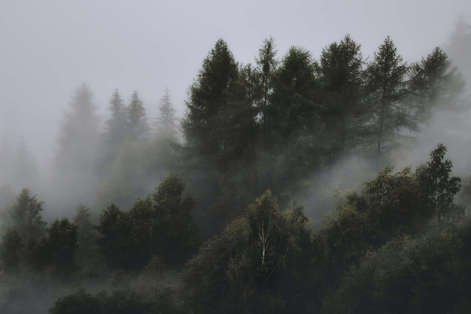 A Forest Covered In Fog With Trees Wallpaper