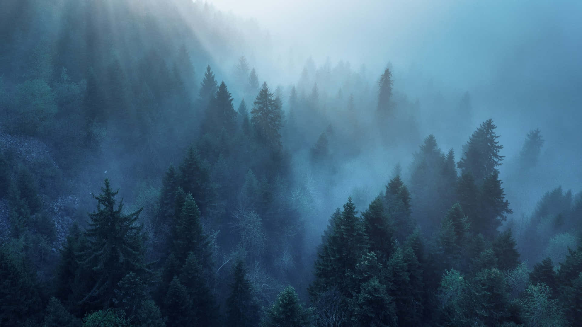 Alberidi Foresta Con Atmosfera Nebbiosa In Montagna Sfondo