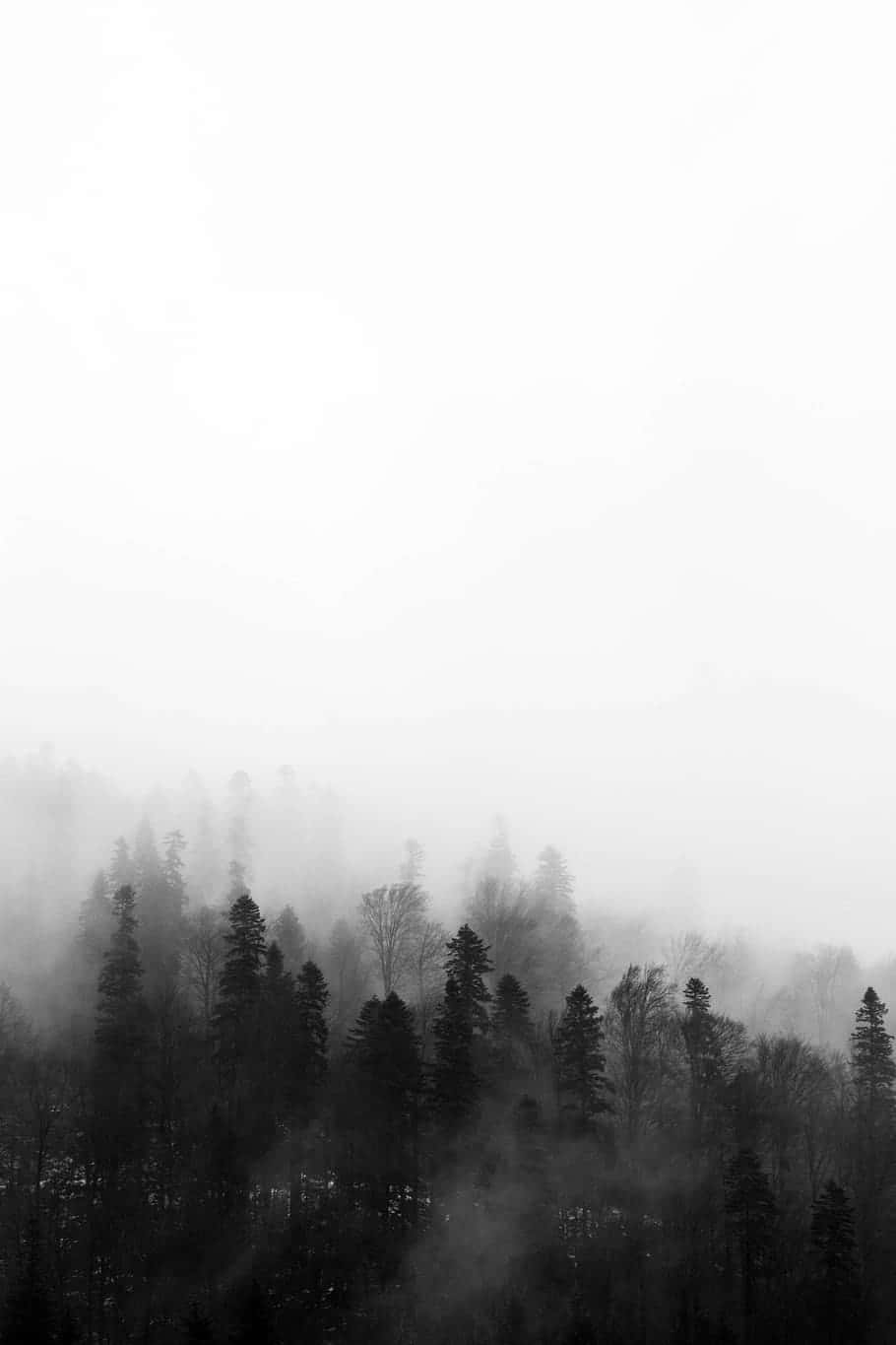 Foggy Aesthetic Black And White Trees Wallpaper