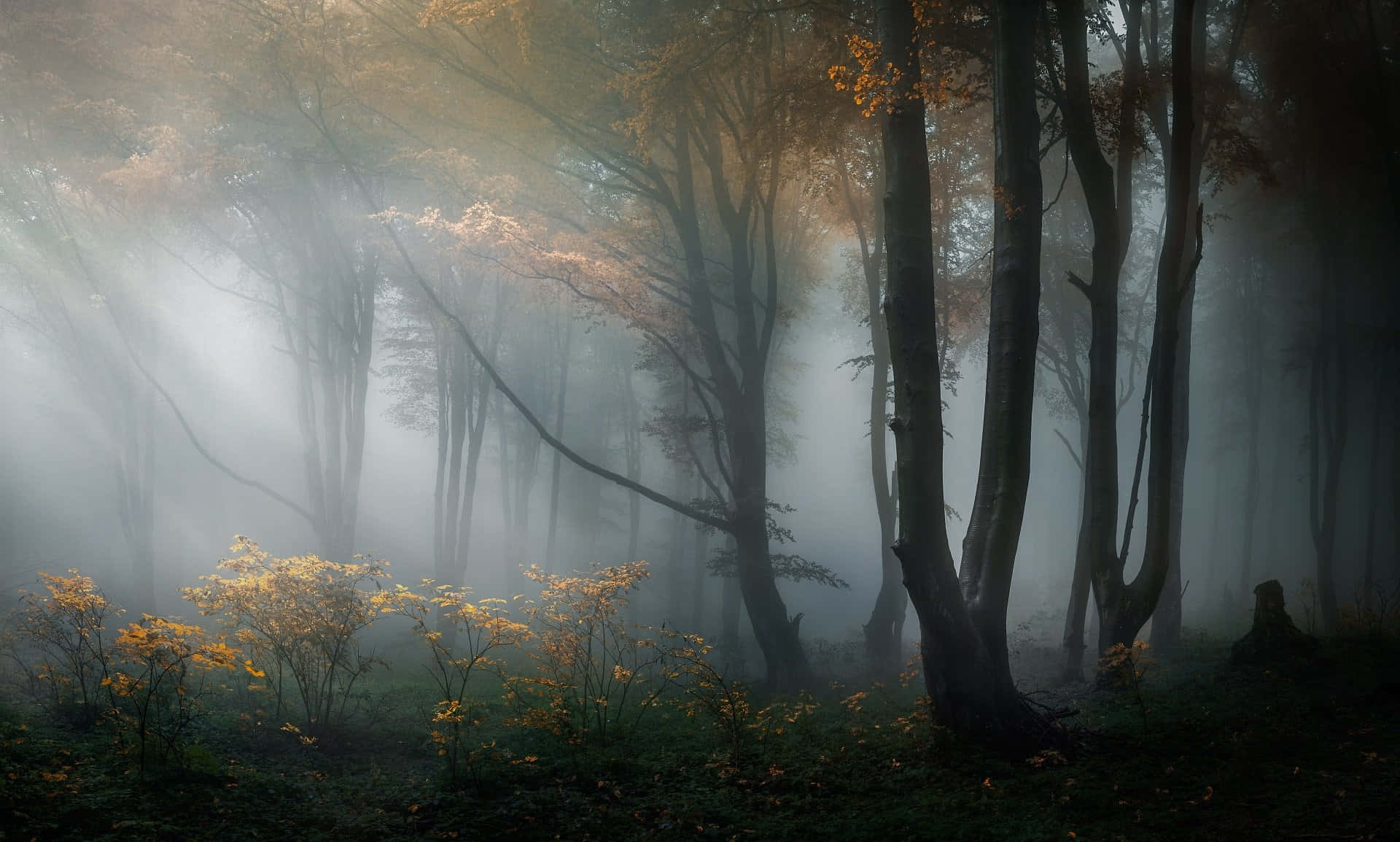 A mysterious foggy landscape that captures the essence of an aesthetic experience. Wallpaper