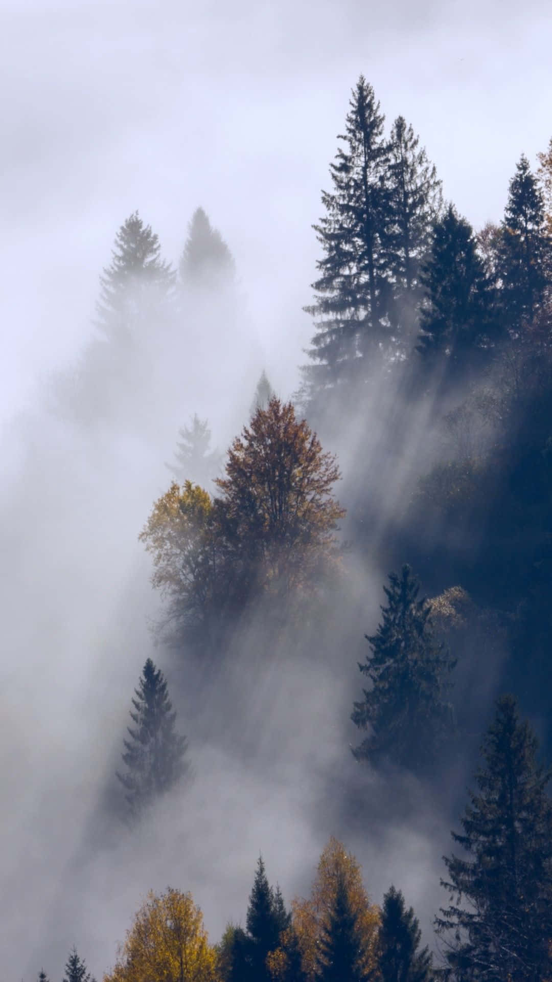 En scene med tåge og træer i bjergene Wallpaper