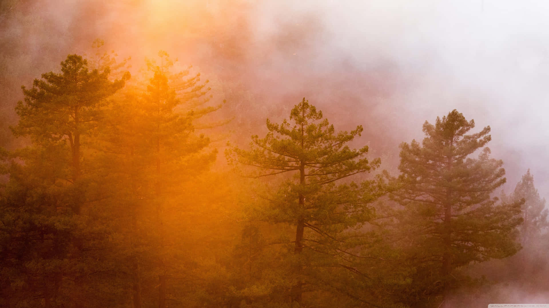 Nebelästhetischerwald Mit Bäumen Wallpaper