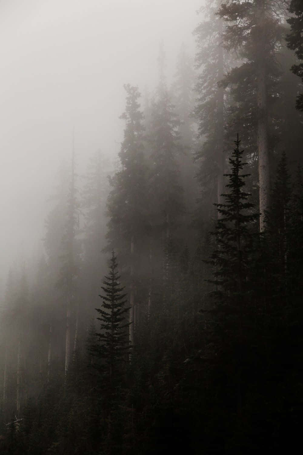 A Foggy Forest With Trees In The Background Wallpaper