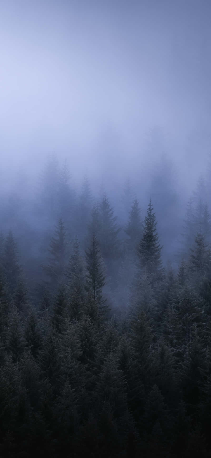 A Foggy Forest With Trees In The Background Wallpaper