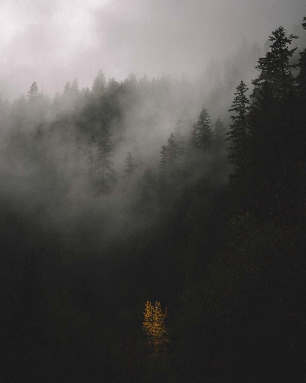 Explore the beauty of the fog Wallpaper