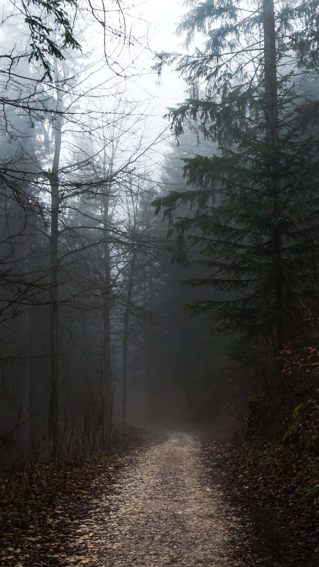 A Foggy Path In The Forest Wallpaper