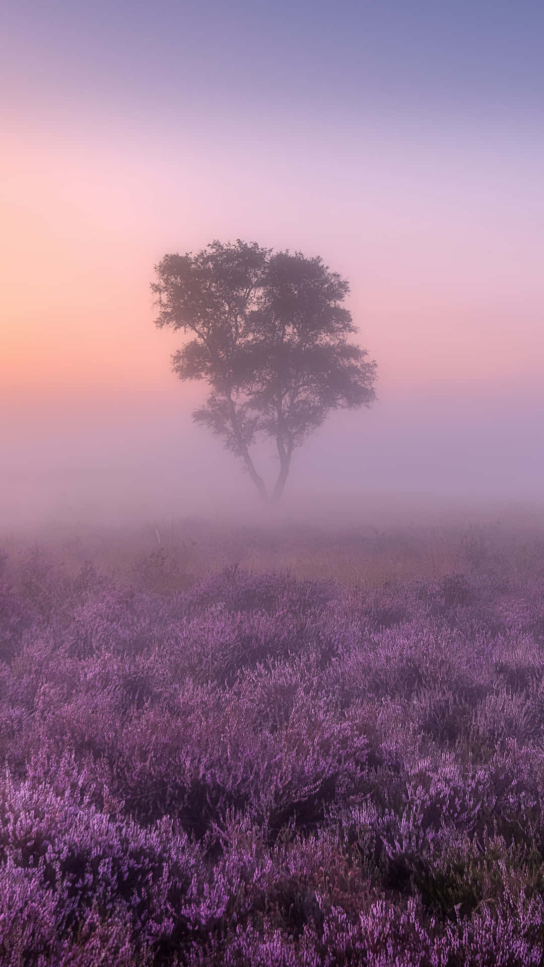 a lone tree in a field of purple flowers Wallpaper