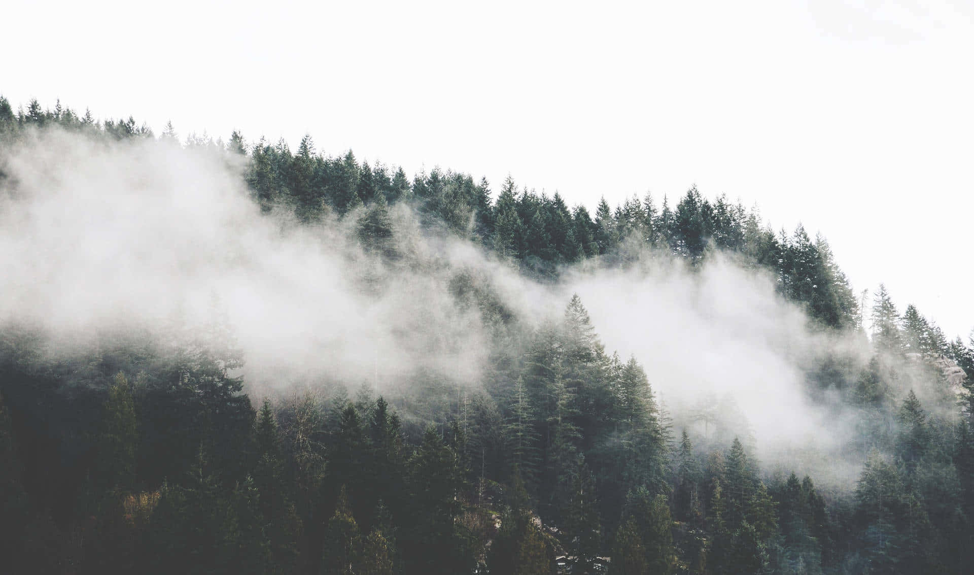 Einwald Mit Bäumen Und Wolken Im Hintergrund. Wallpaper