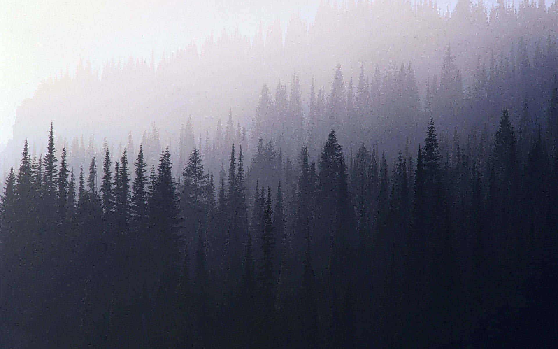 Det mystiske, fortryllende skov. Wallpaper