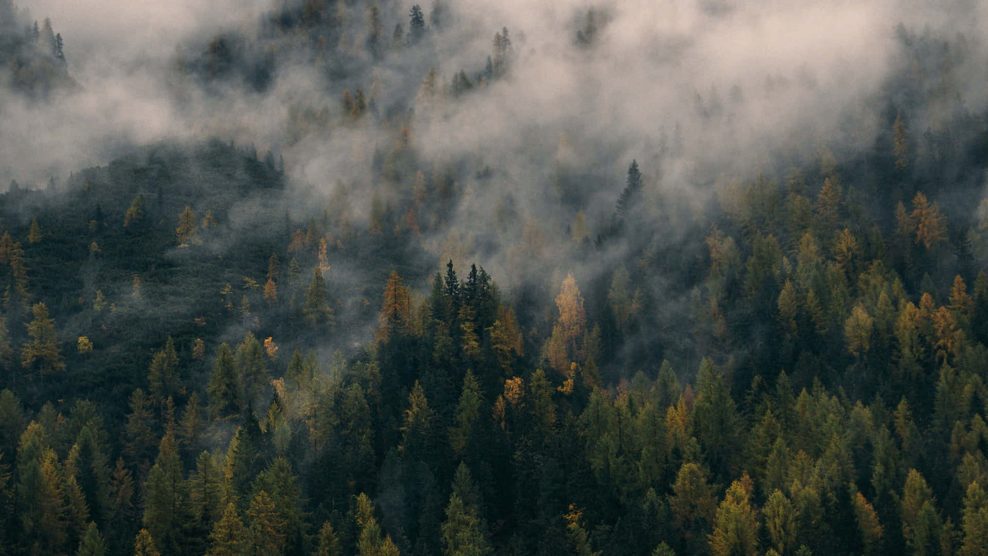 A dreamy foggy landscape Wallpaper