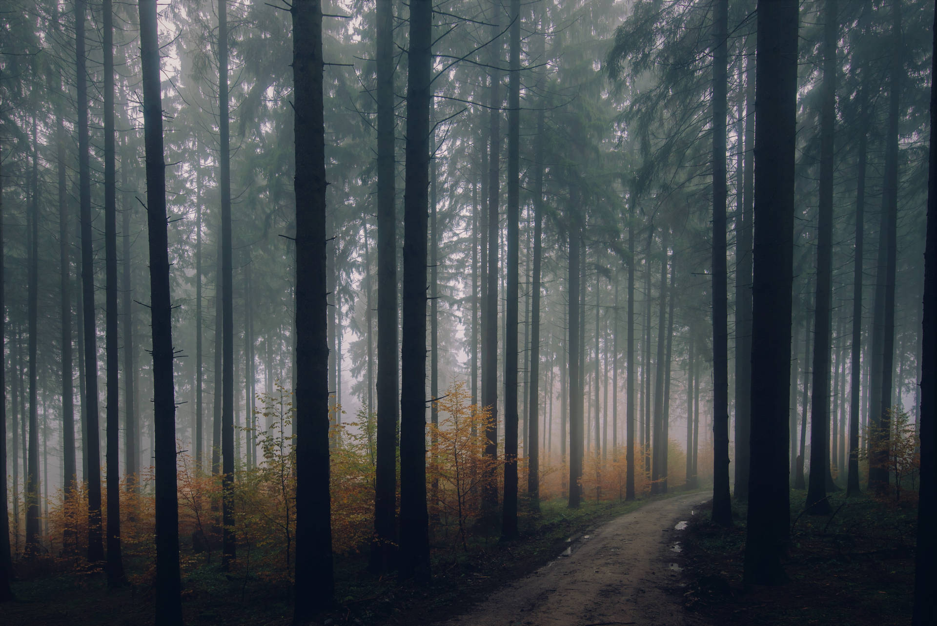 Foggy And Dark Forest Iphone Wallpaper