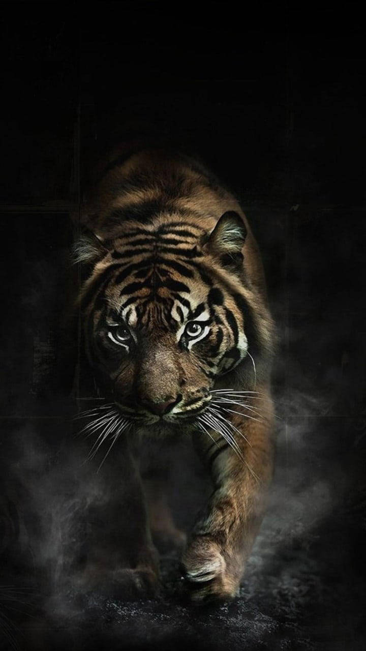 Foggy Angry Tiger Wallpaper