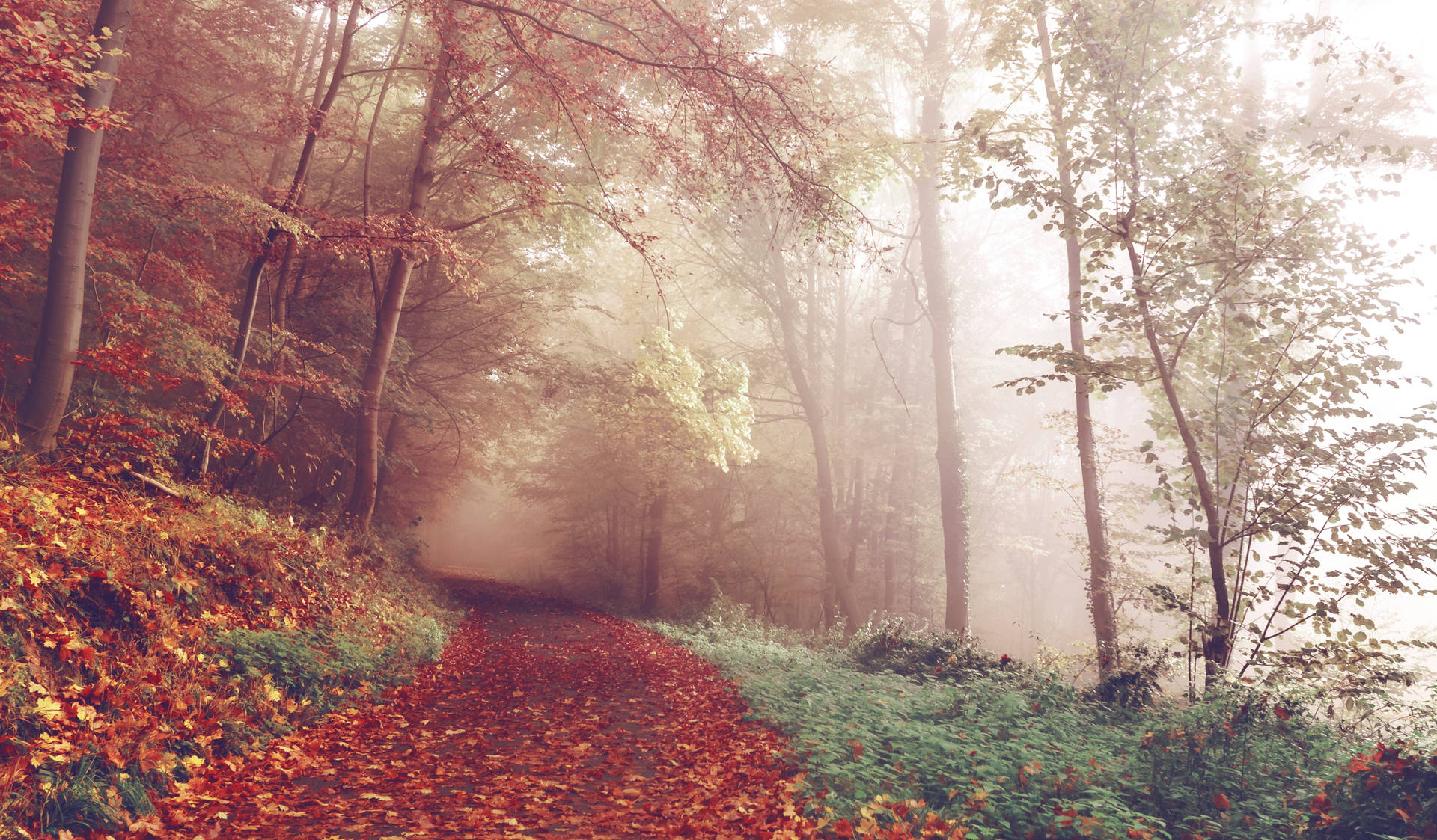 Wake up to a foggy autumn forest on a chilly day Wallpaper