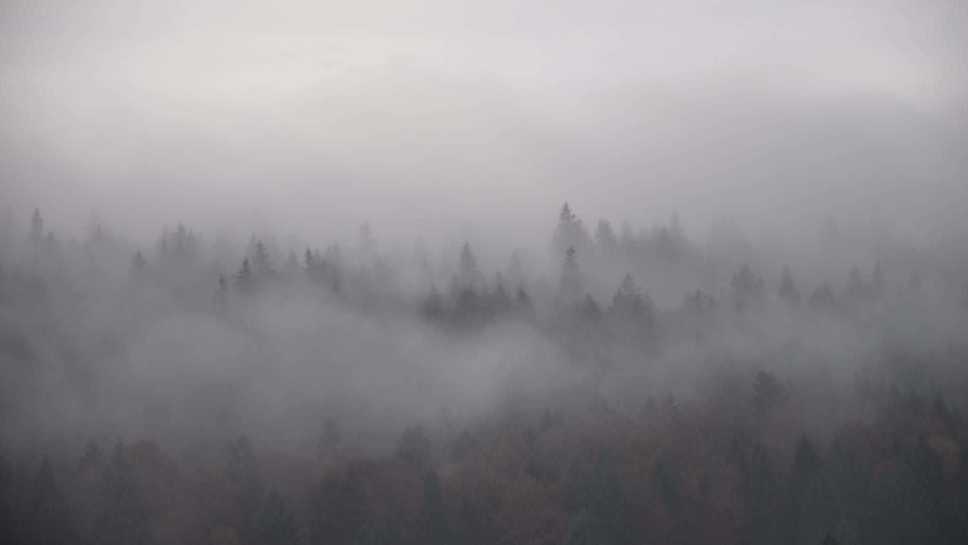 Foggy Background