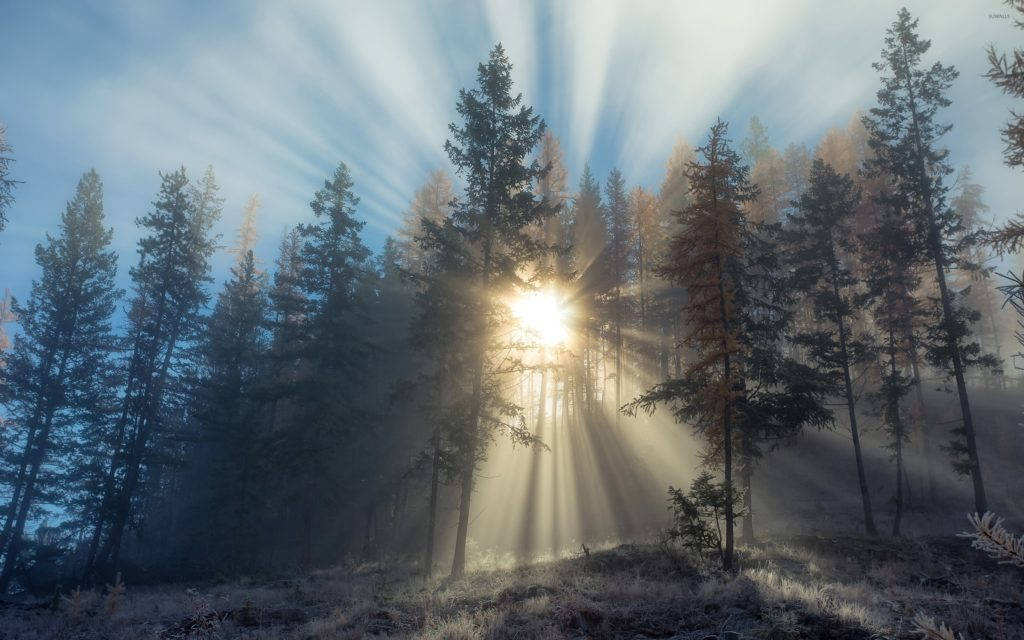 Foresta Nebbiosa E Raggi Del Sole Sfondo
