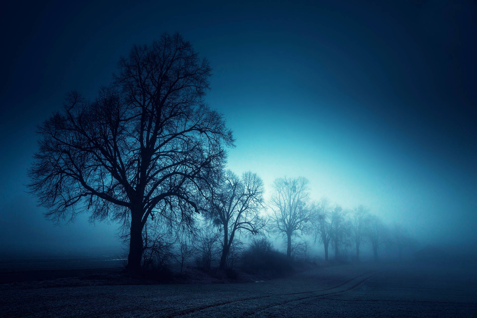 Foresta Nebbiosa Di Notte Sfondo