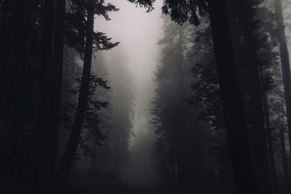 Foggy Forest Dark Silhouettes Wallpaper
