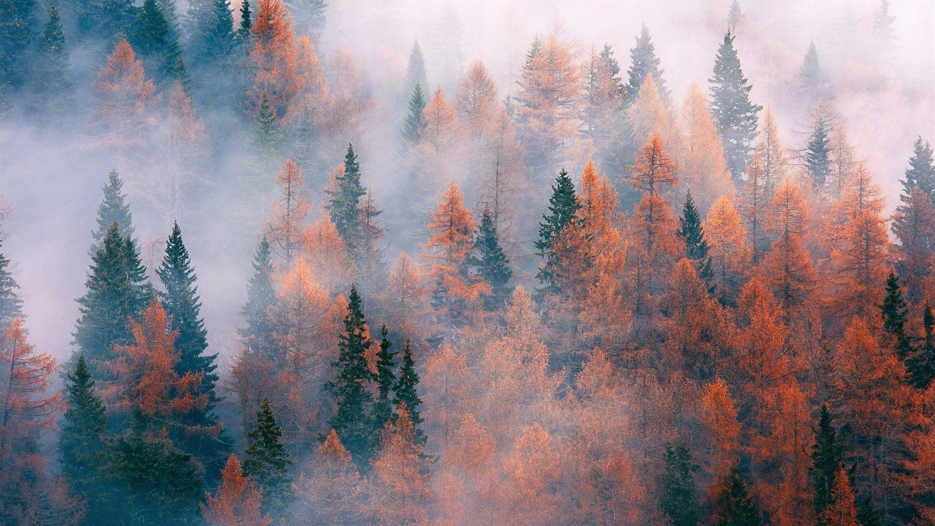 Foggy Forest In Autumn Macbook Wallpaper