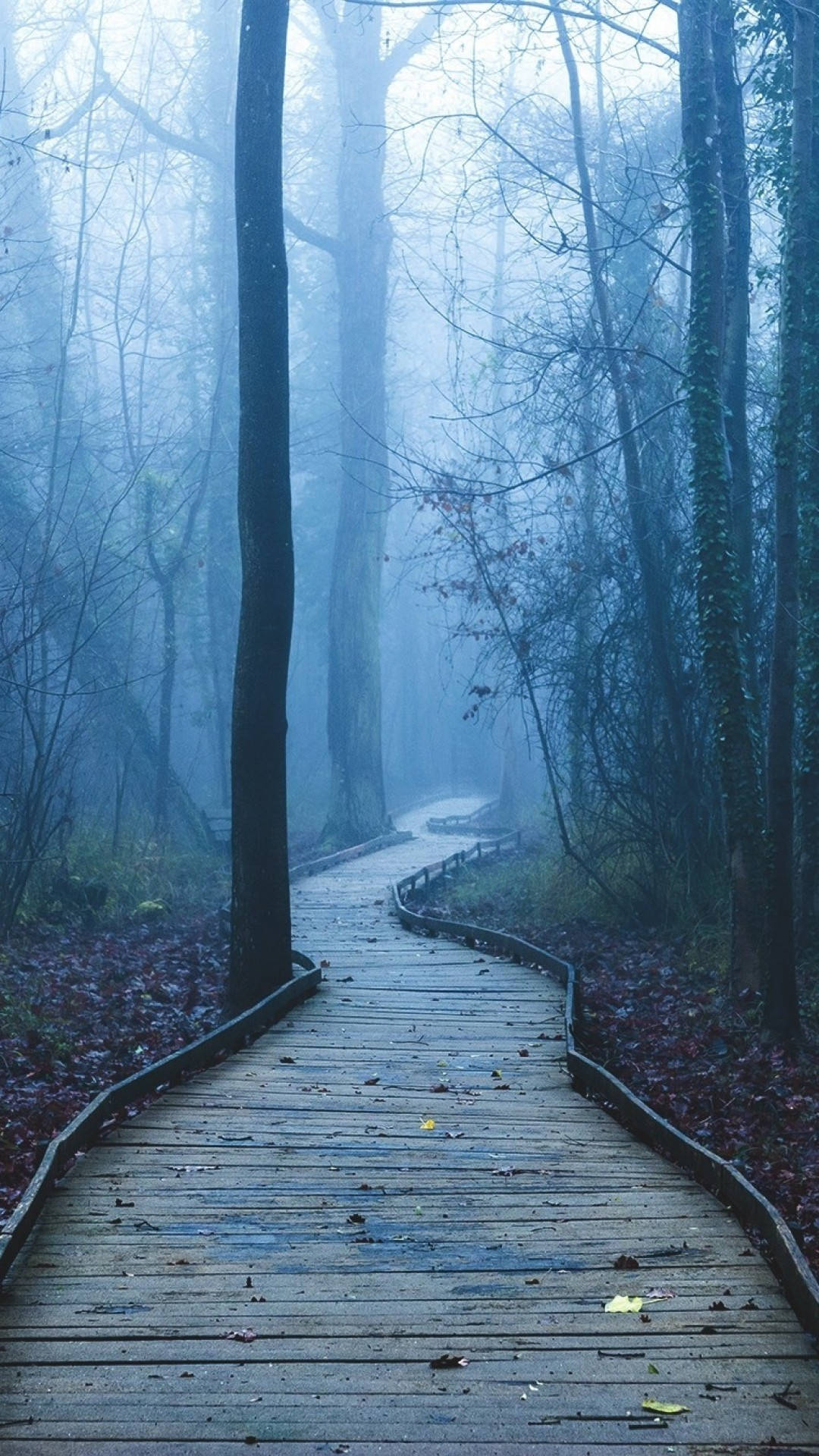 Floresta Neblinosa Papel De Parede Do Iphone Papel de Parede