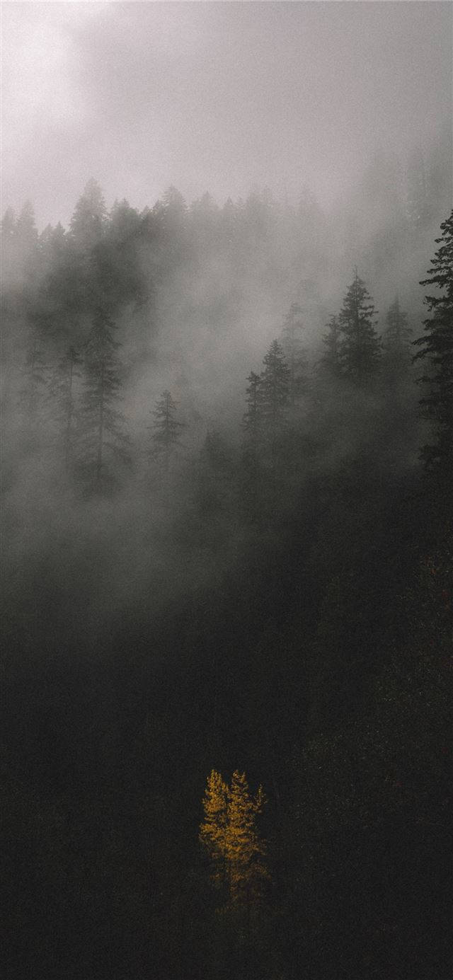 Foggy Forest iPhone iOS 10 Wallpaper