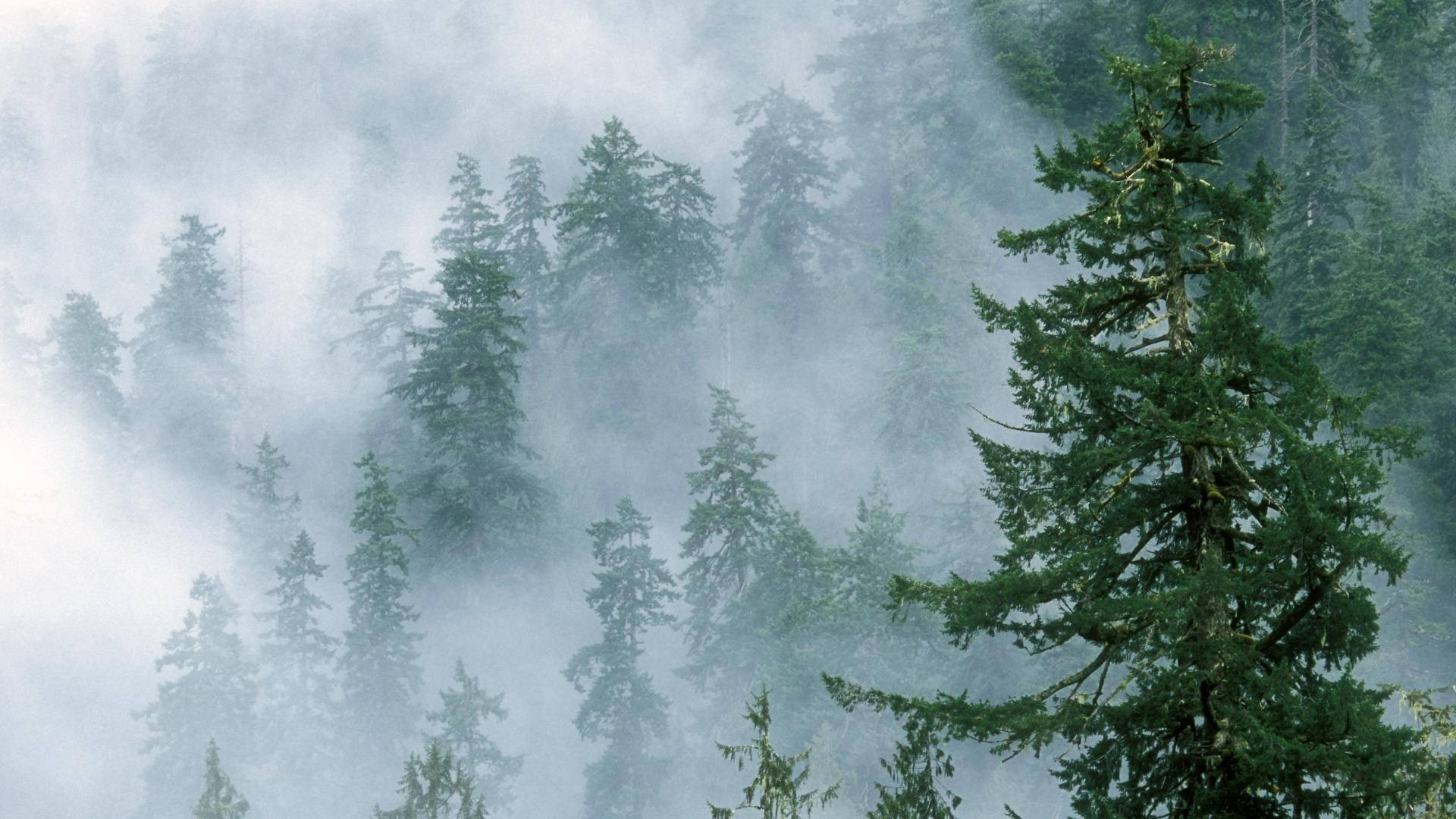 Foggy Forest Tree Tops Wallpaper